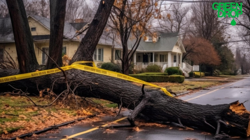 fallen tree in the middle of the street