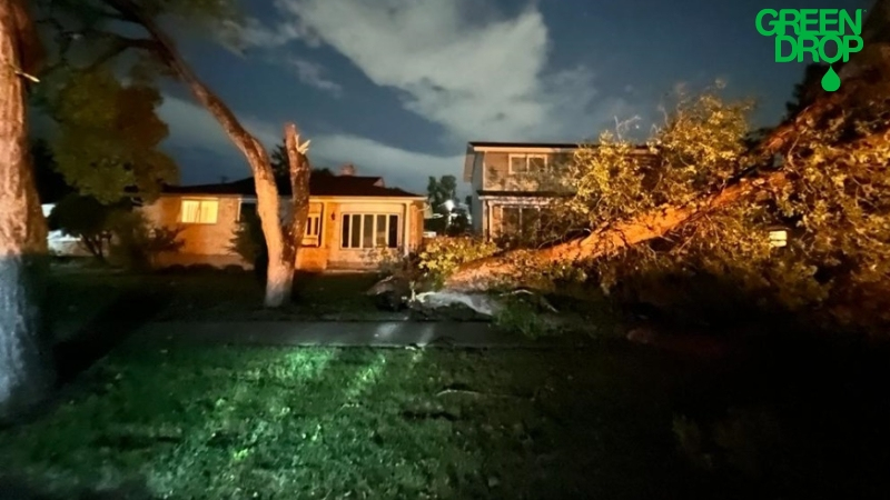 fallen tree after a storm
