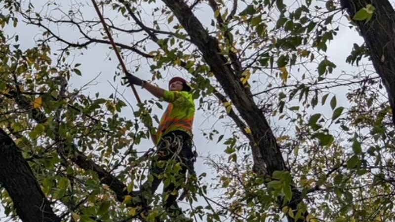 Green Drop worker trimming a tree