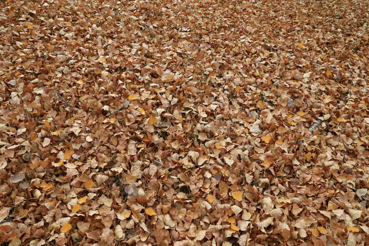 A carpet of dried poplar leaves in many shades of brown