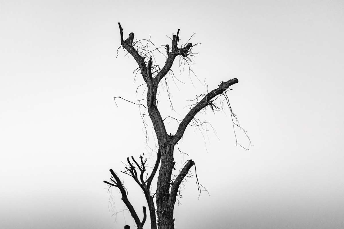 A dead tree