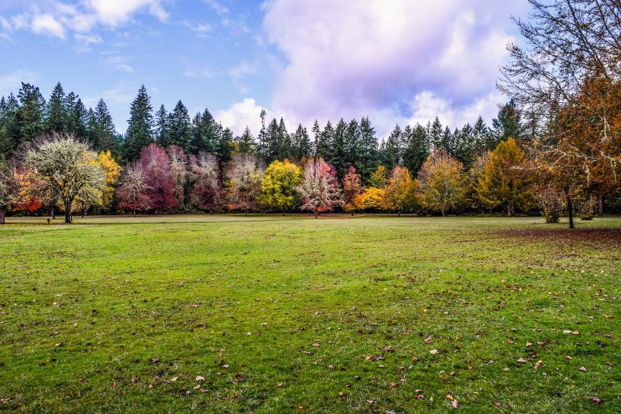 Beautiful lawn park in fall colours