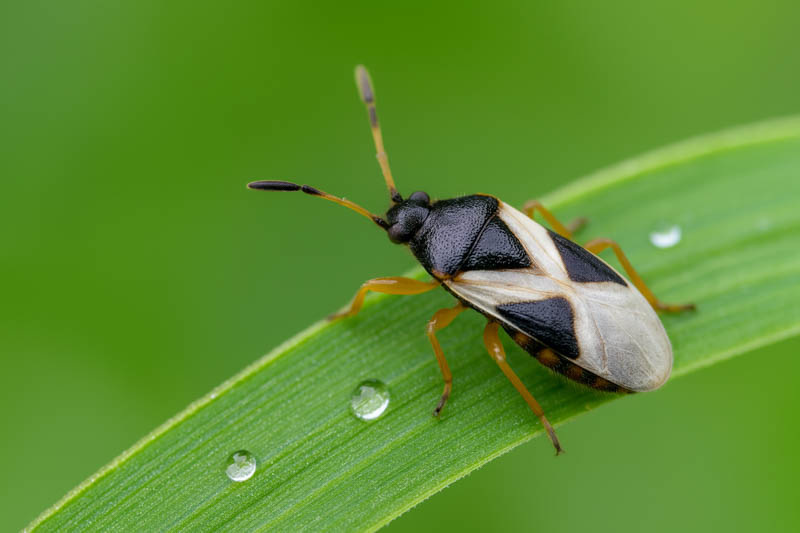 Why Chinch Bugs Keep Coming Back to Prairie Lawns