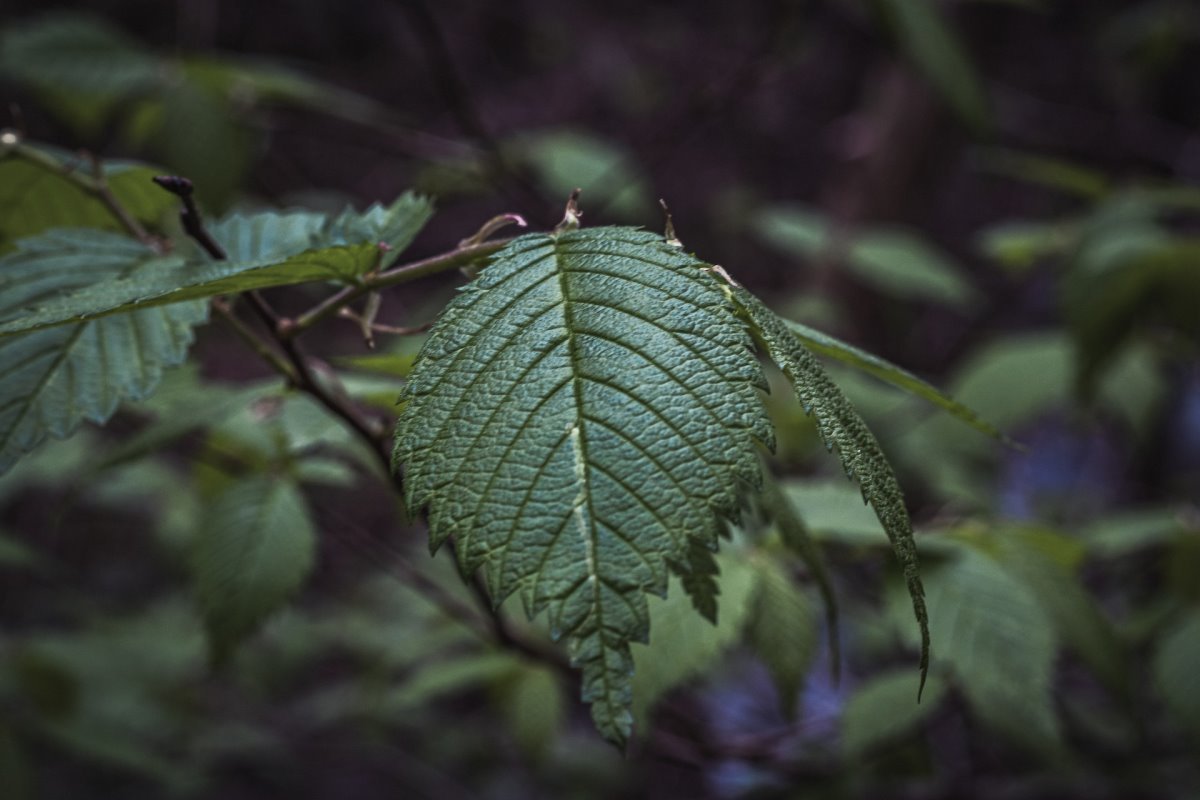 Close up view of a leaf of an elm tree