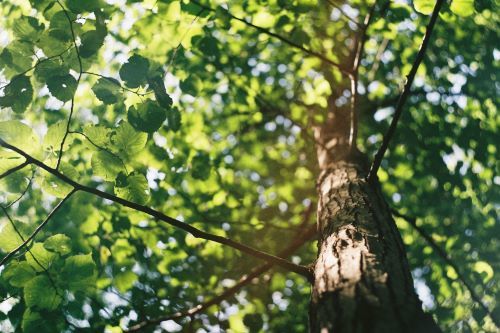 Professional Tree Trimming Techniques Used by the Experts