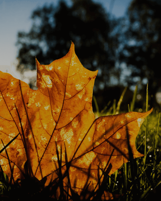 Top 10 Fall Lawn Care Tips