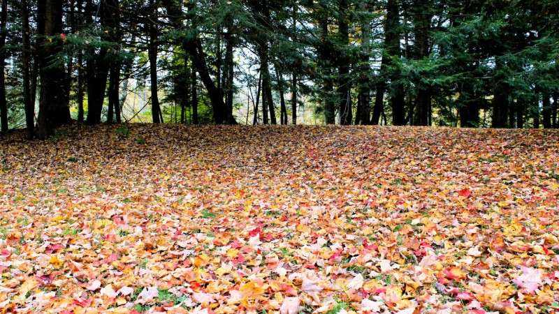 A large lawn blanketed in colourful autumn leaves beneath a forest of tall trees.