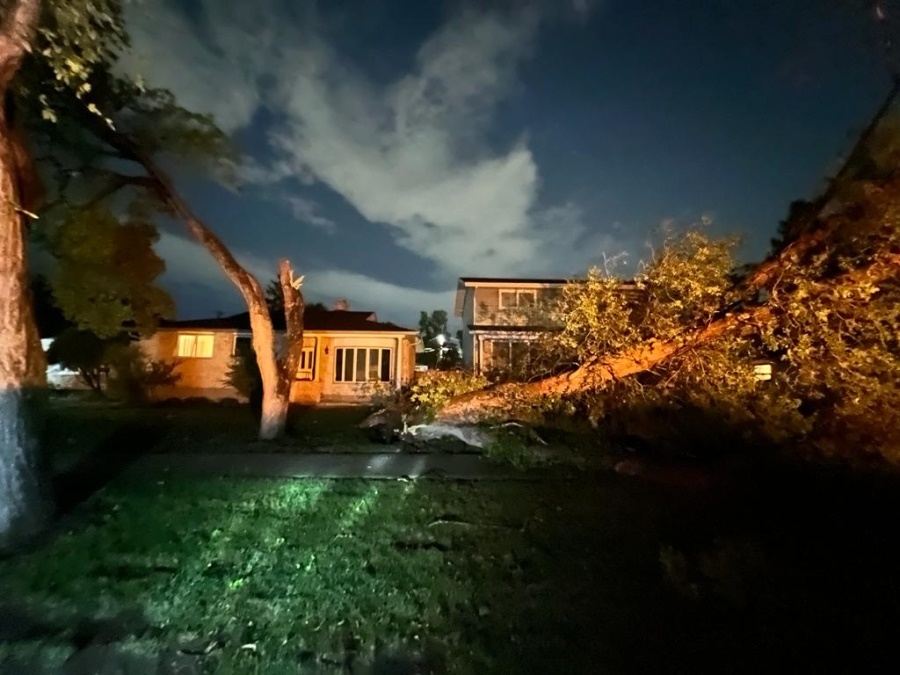 Fallen and broken trees in the yard after storm