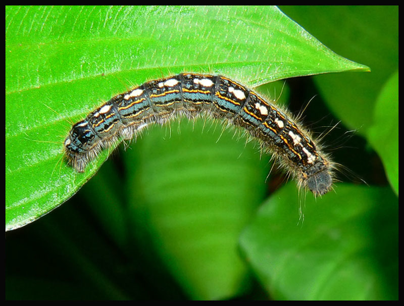 Forest Tent Caterpillar on a green leaf