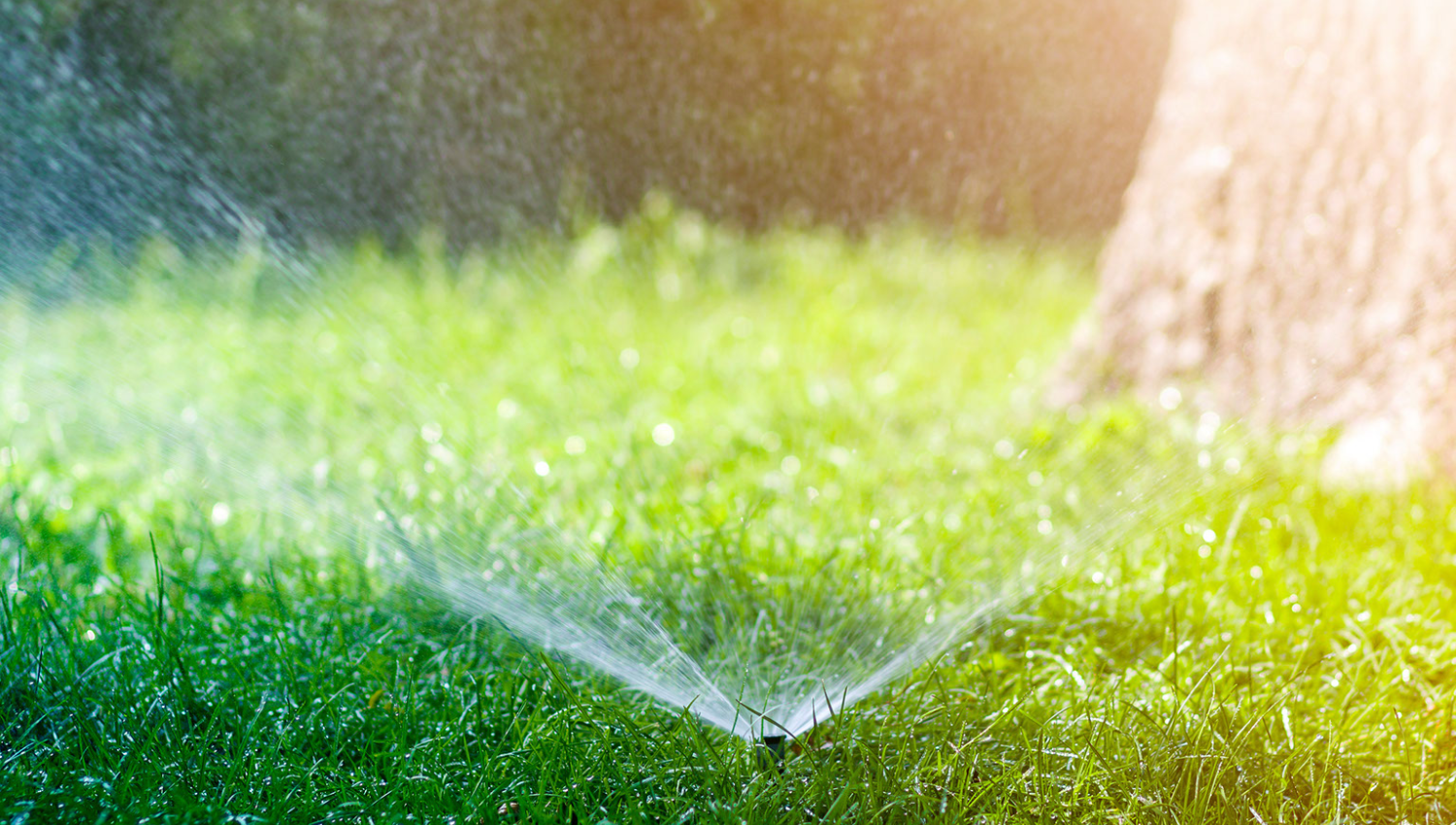 Sprinkler watering lawn and a tree