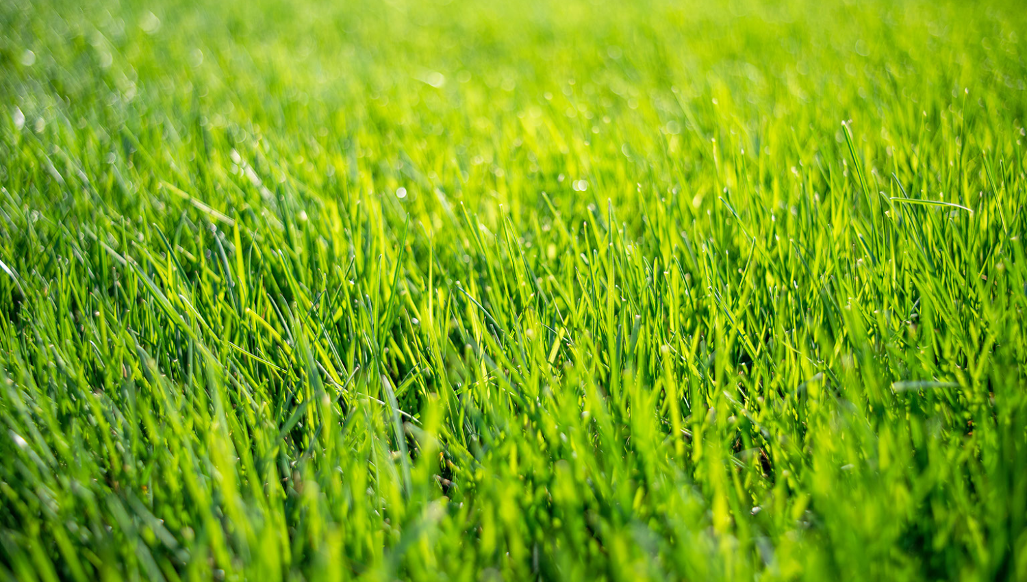 How to Mow a Lawn Properly | Green Drop