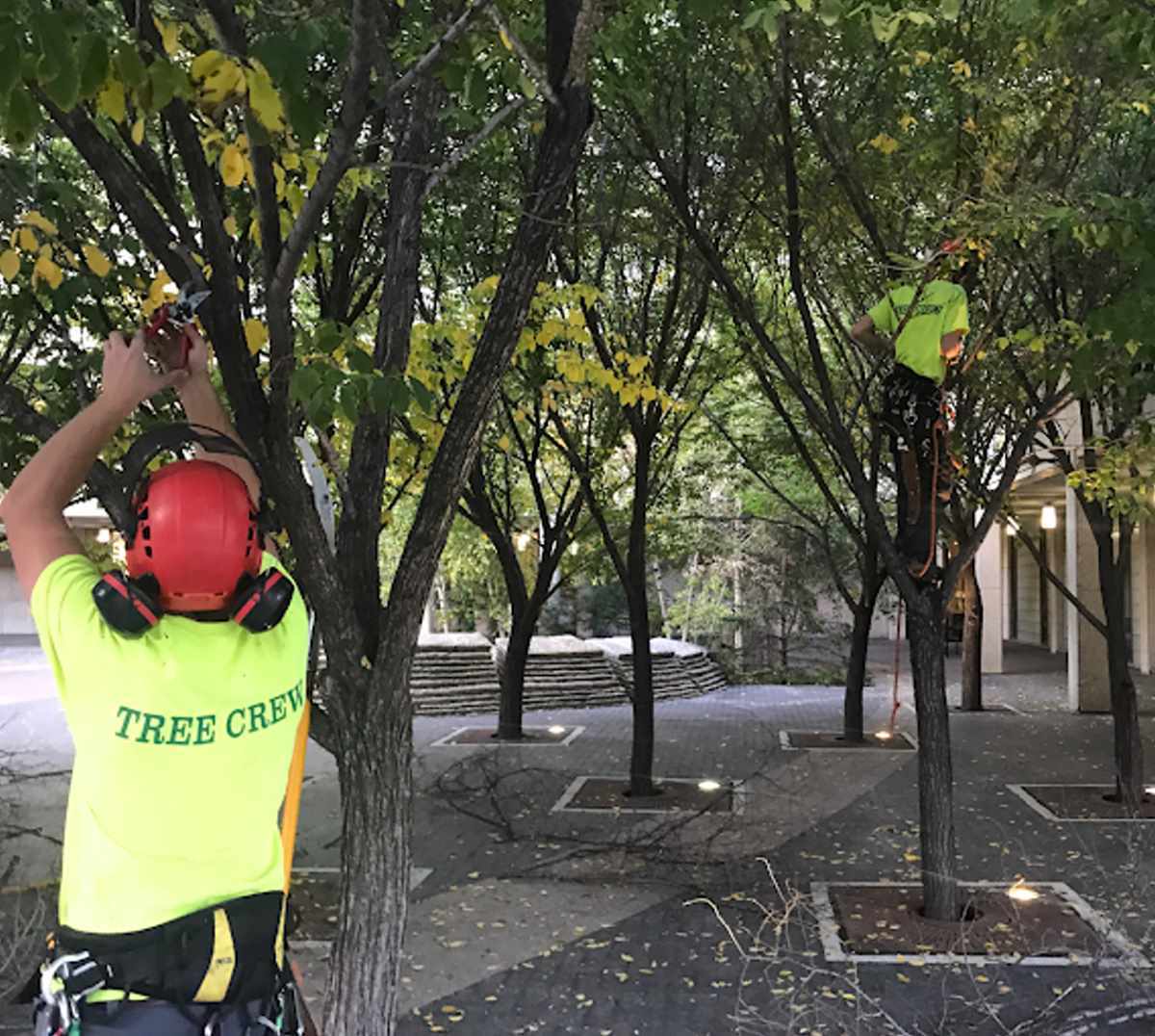 Green Drop tree crew trimming trees