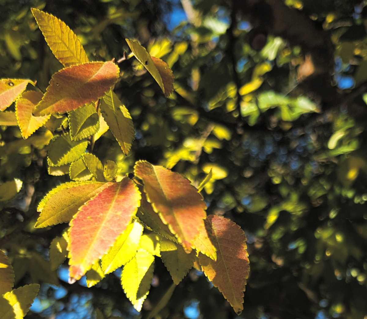 Leaves of an elm tree turning red and yellow in autumn