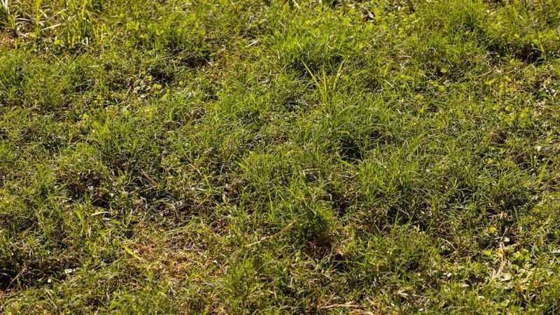 Lawn showing patchy grass and uneven growth, a common sign of nutrient deficiency.