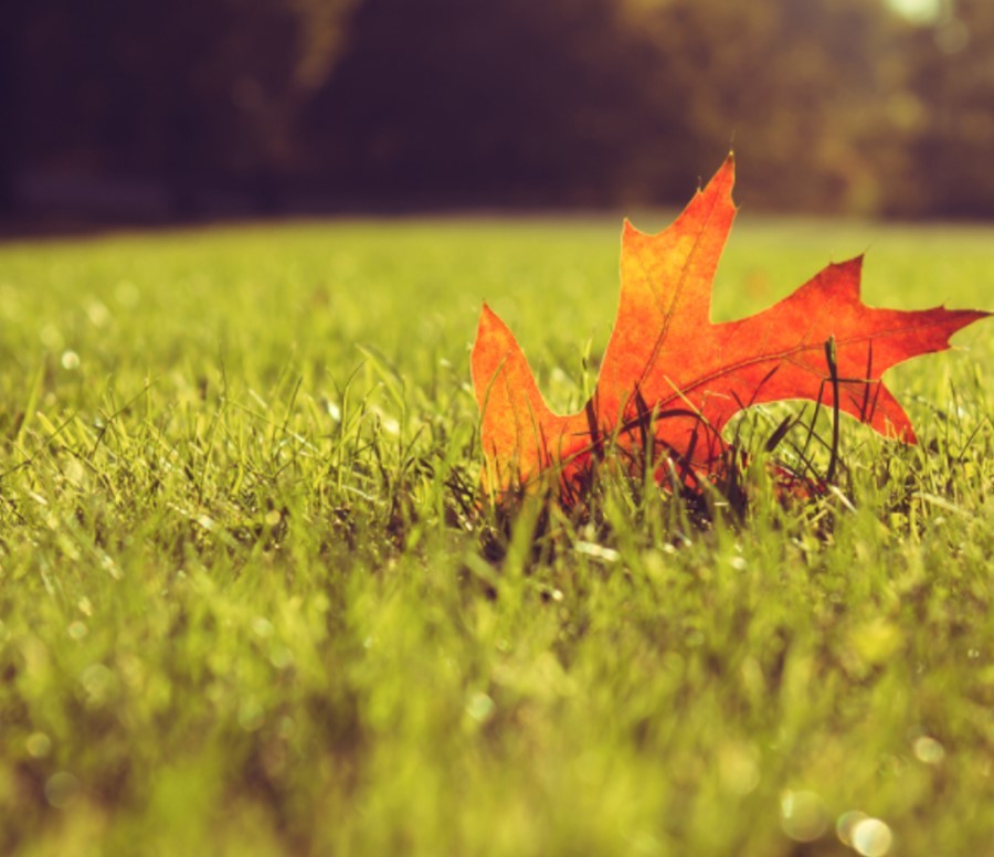Orange fall leaf in grass