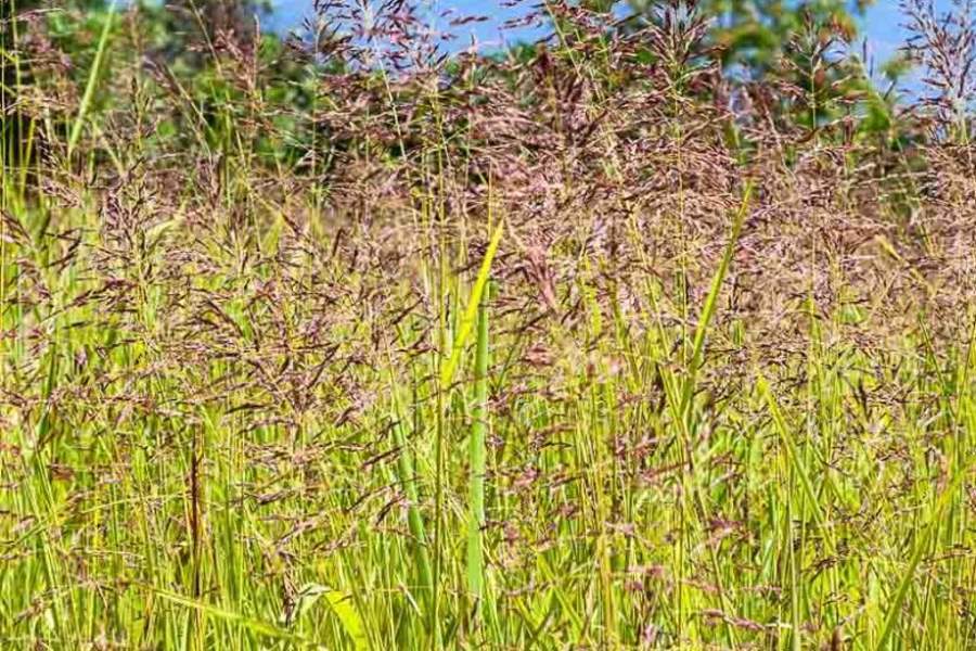 Red Fescue