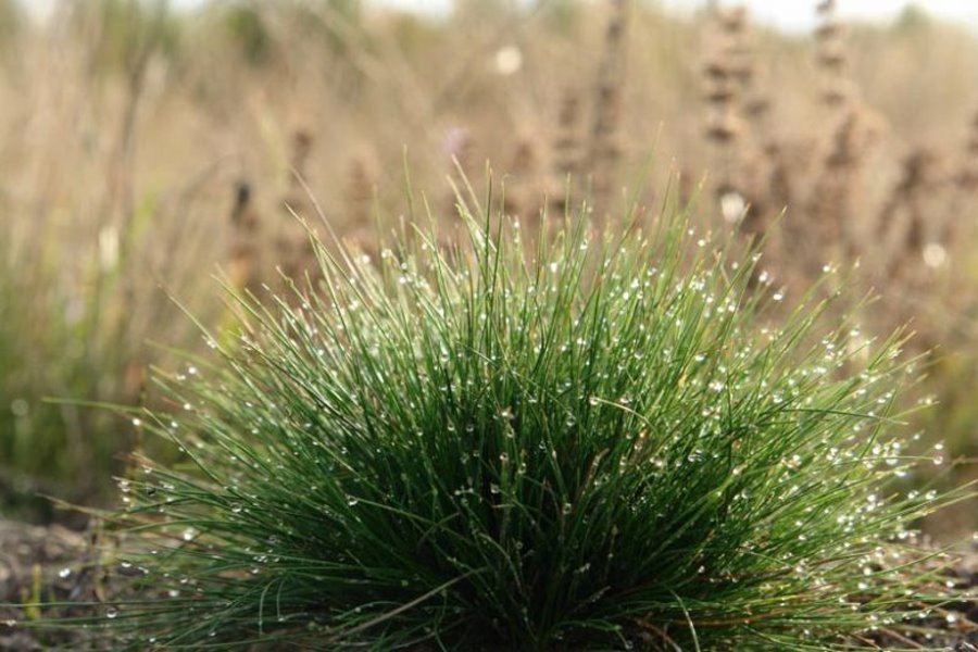 Sheep Fescue