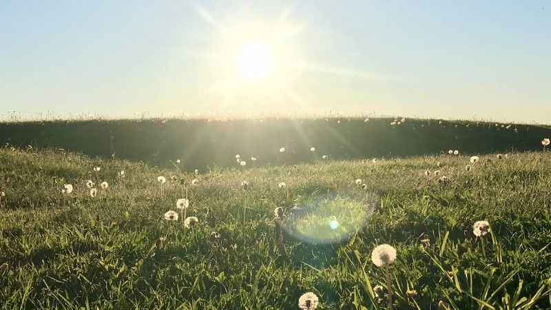 A sunlit grassy hill scattered with blooming dandelions under a bright blue sky.