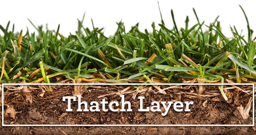 Thatch Layer