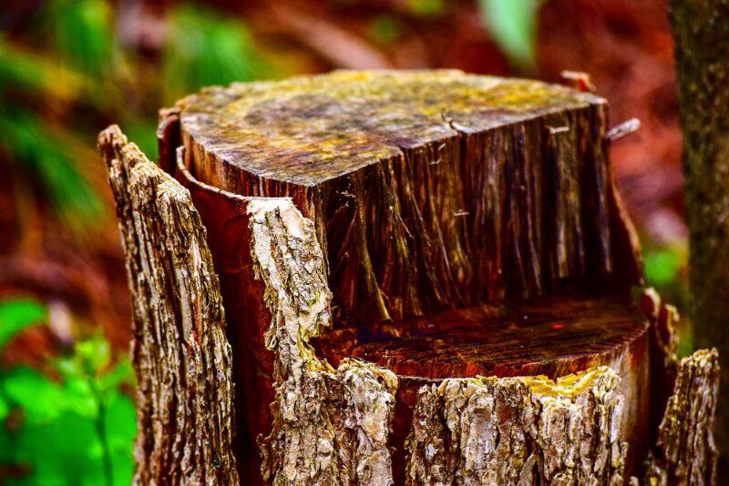 Tree Stump Removal