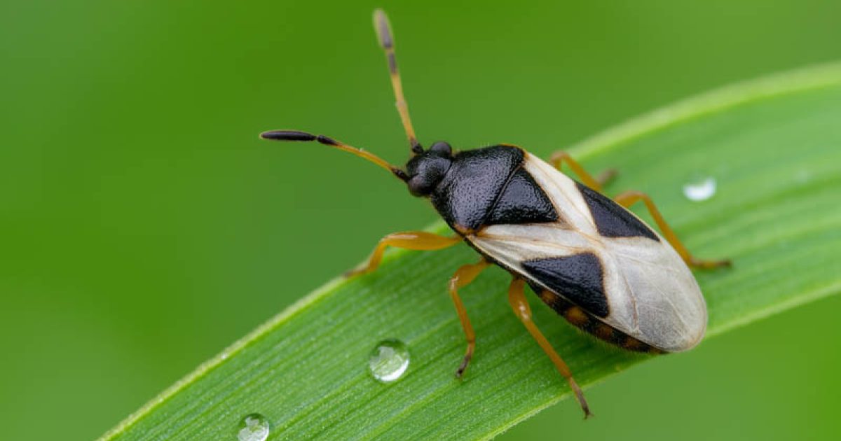 Why Chinch Bugs Return to Prairie Lawns Every Summer