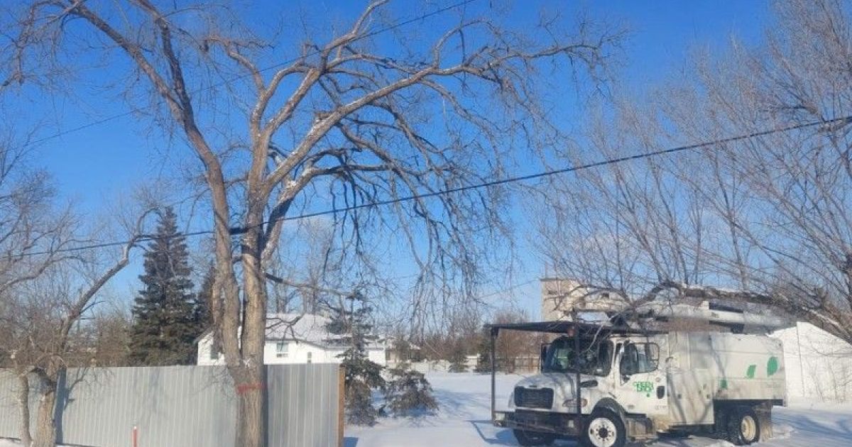 How to Spot & Remove Dangerous Tree Branches After Winter