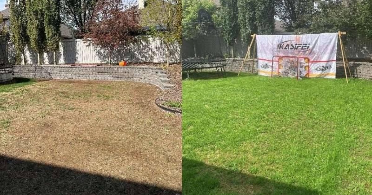 before and after lawn thickening results comparison