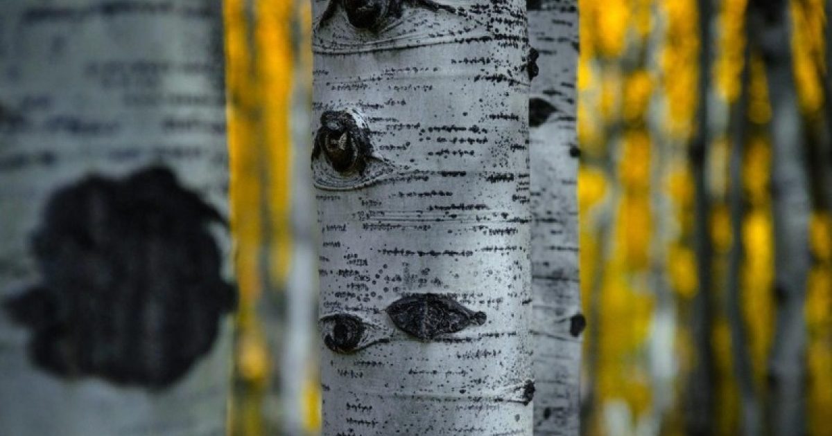 How to Save a Dying Aspen Tree Expert Tips & Treatment