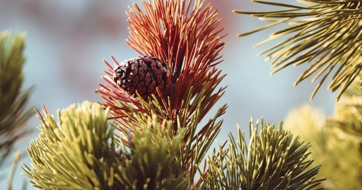 Winter Burn or Evergreen Browning Green Drop