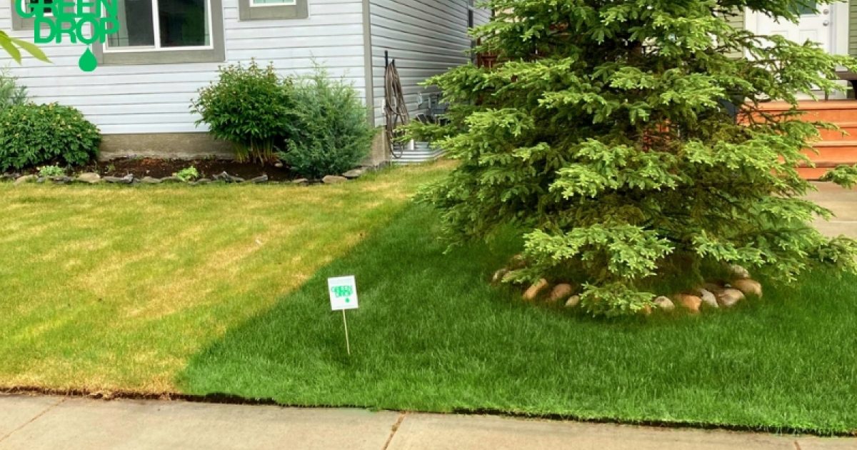 What To Do Before and After Lawn Aeration and Overseeding