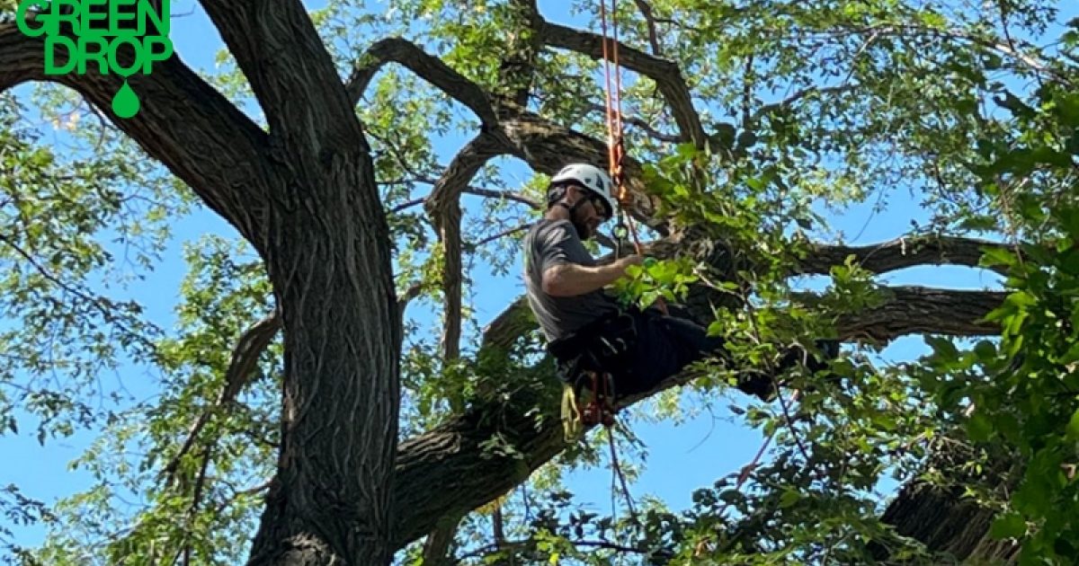 Is Removal The Only Viable Option For A Diseased Tree?