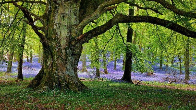 A majestic old tree with thick, winding branches stands in a vast forest carpeted with purple flowers.