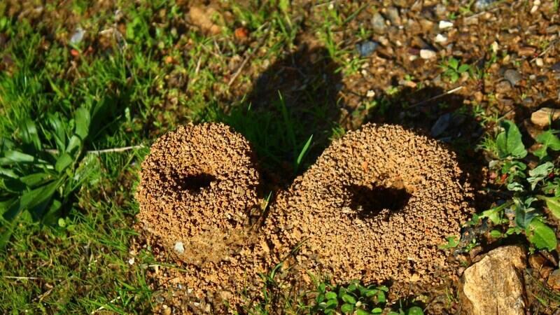 Two ant hills in grass, illustrating lawn ant problems in Pilot Butte and White City