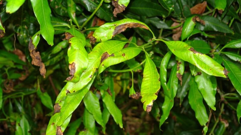 Anthracnose