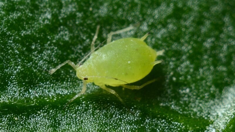 aphid