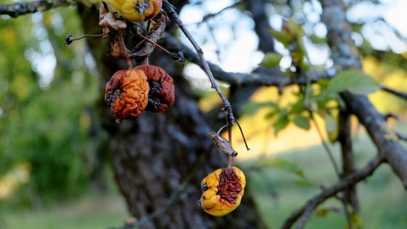 Apple Disease