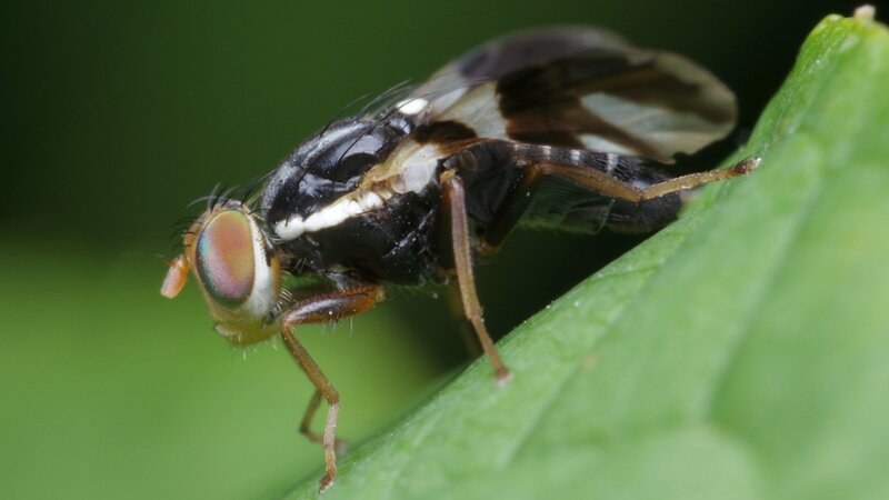Apple maggot