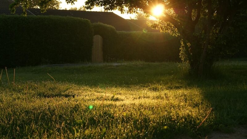 Backyard Grass Sunset