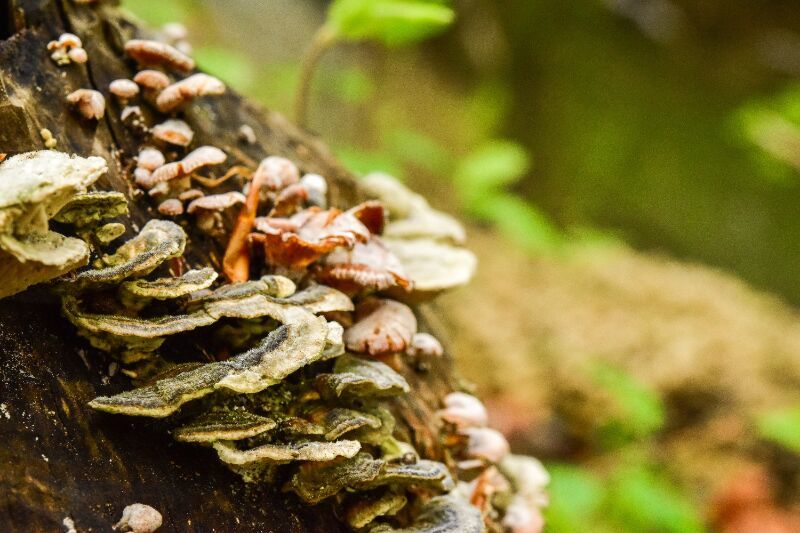 Bad Tree Fungi