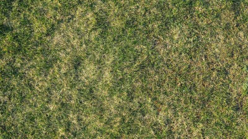 Why Bare Patches Turn into Weed Patches (And How to Stop It)