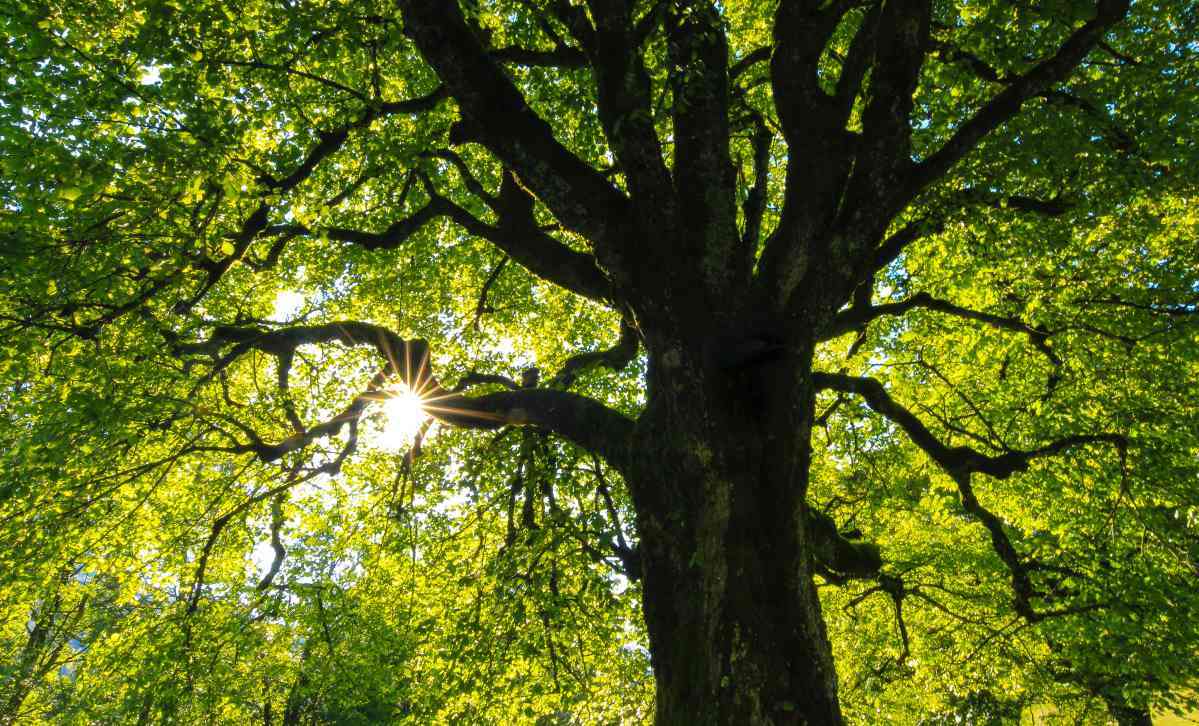 Beautiful tree with large green top