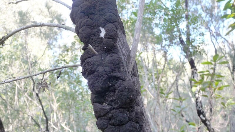 Black Knot Fungus