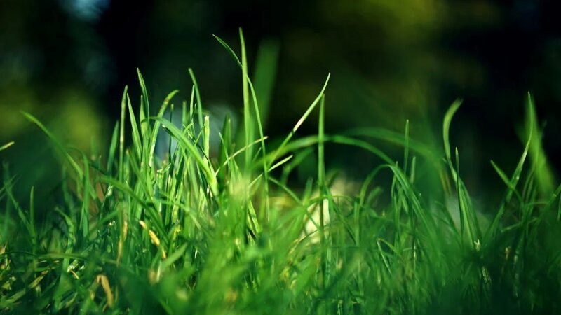 New blades of grass after dethatching treatment from Green Drop
