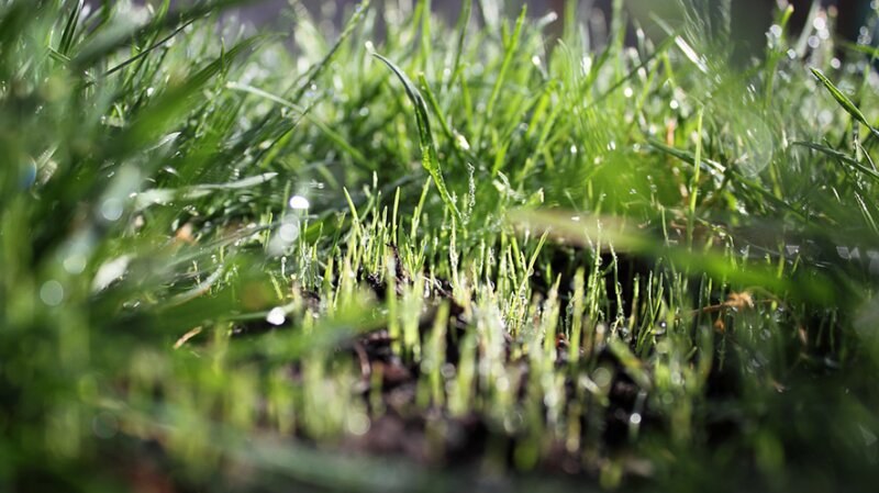 sprouts of grass after aeration by Green Drop