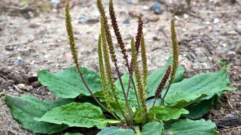 Broadleaf plantain growing in compacted soil with tall seed stalks and flat green leaves.