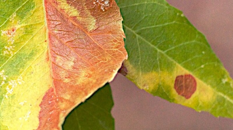 Bronze Leaf