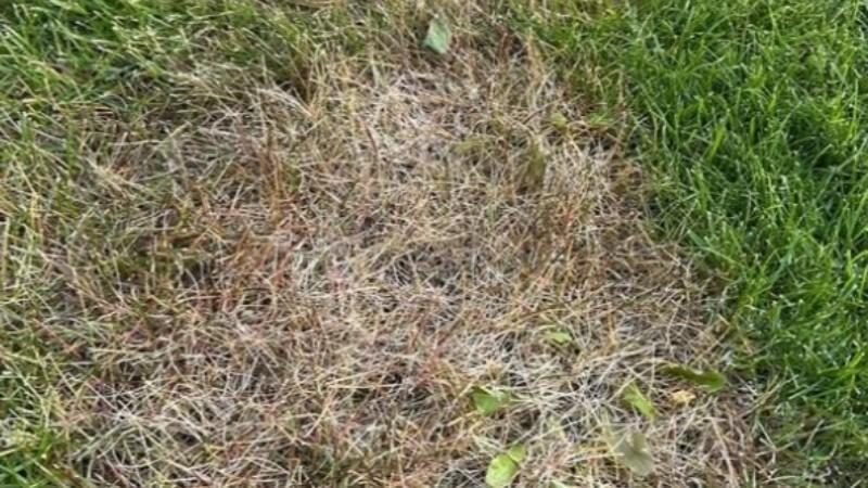 Close-up of a circular brown patch in a green lawn caused by chinch bug infestation.