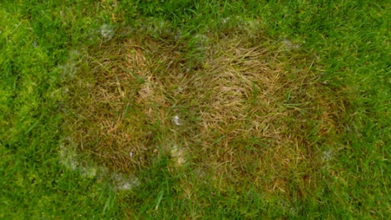 brown patches on grass