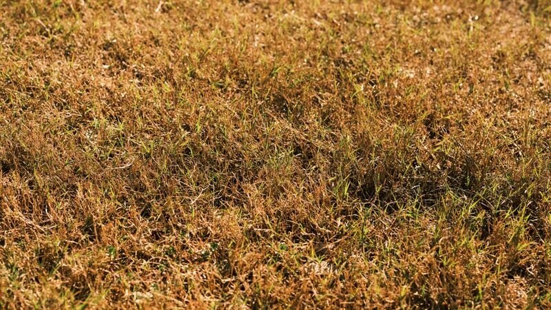Why Calgary Lawns Turn Brown in Summer (Even When You Water Them)