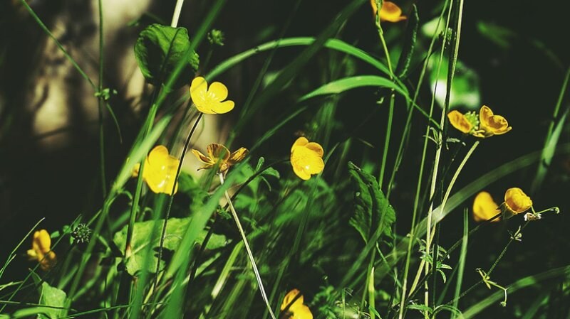 Buttercups